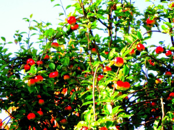 Apple tree