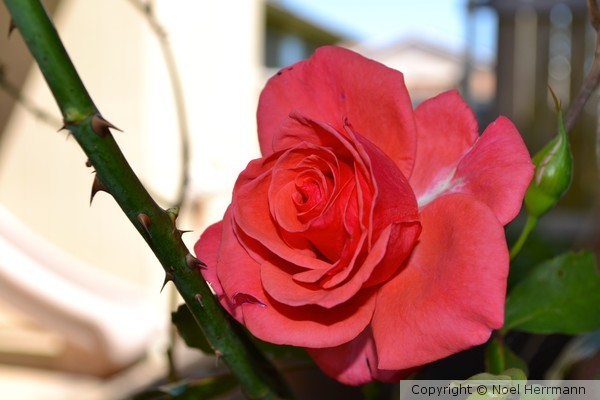 Pink Rose