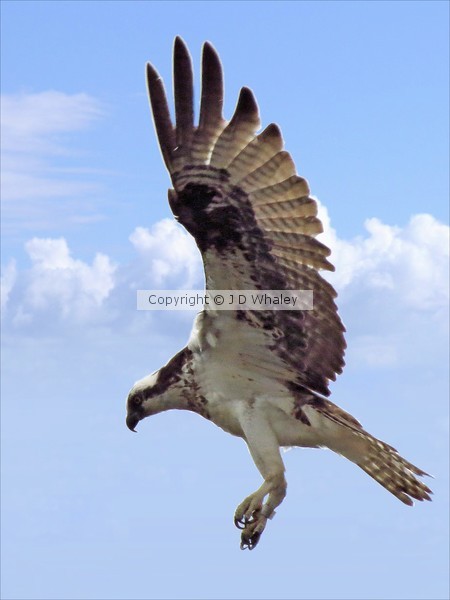 Preparing to land 2158