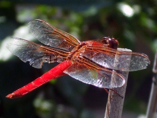 Red Dragon Fly