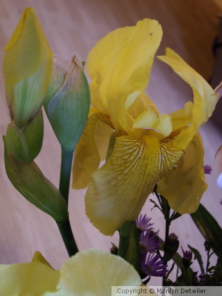 Yellow/Gold Iris