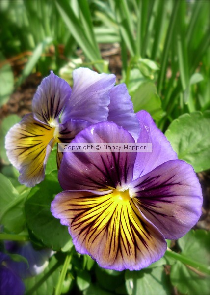 Pansy smile
