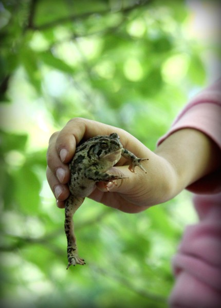 A Toad