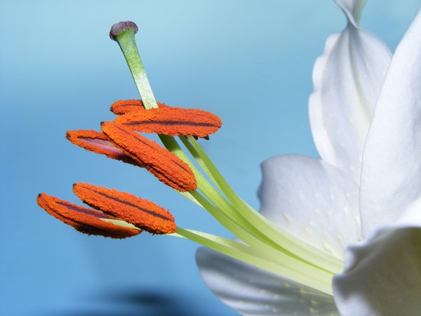 White Lily