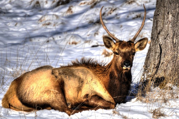 Elk