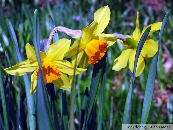 Sunny Daffodils