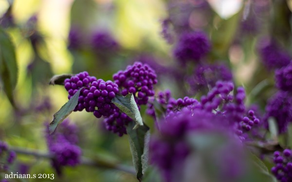 calicarpa