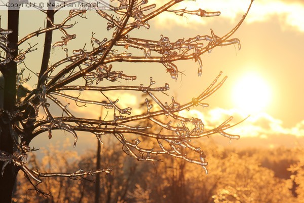 Frozen