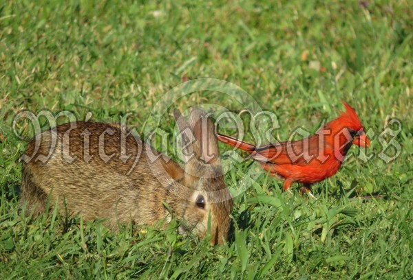 Bunny Rabbit and Cardinal