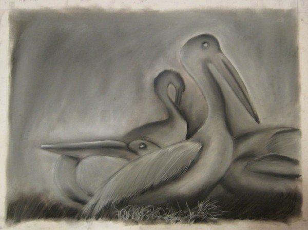 Pelicans