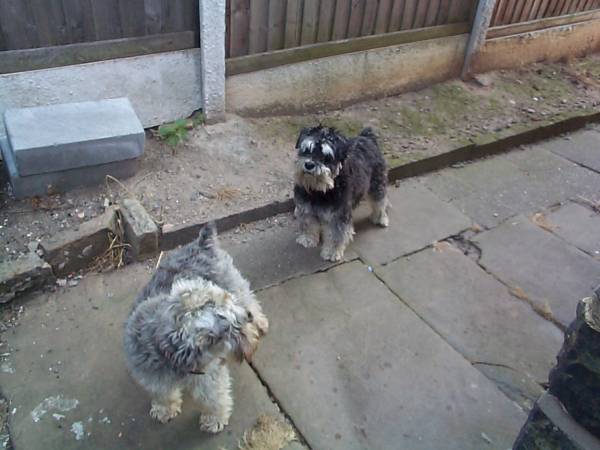 Pip and Monty, my dogs