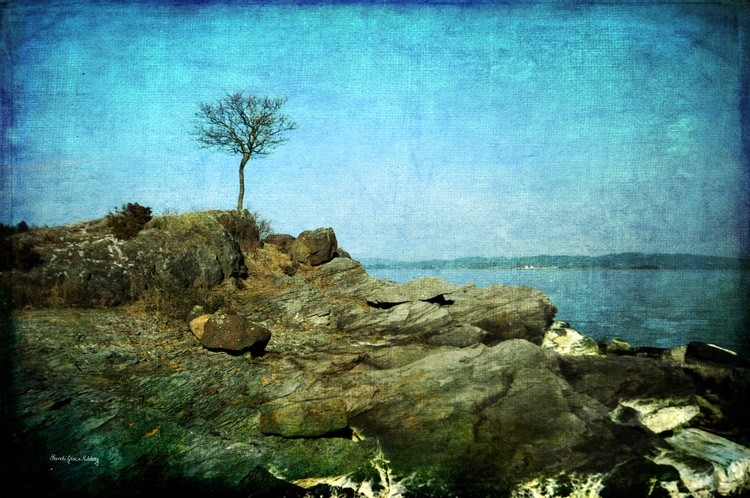 A Tree by  the Coast