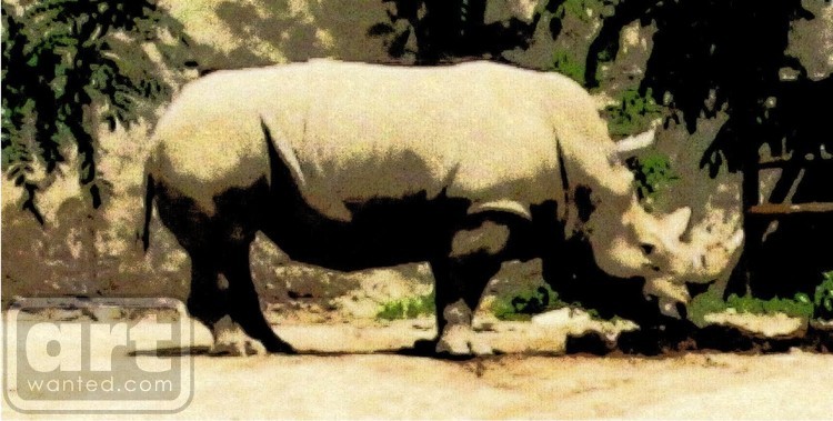 White Rhino