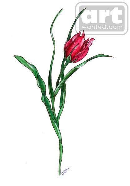 toulip red flower drawinh