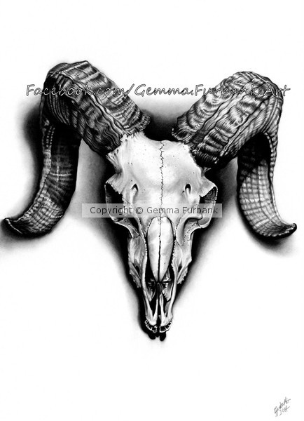Ram's Head/Skull