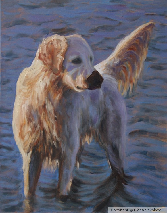 Dog at the sea