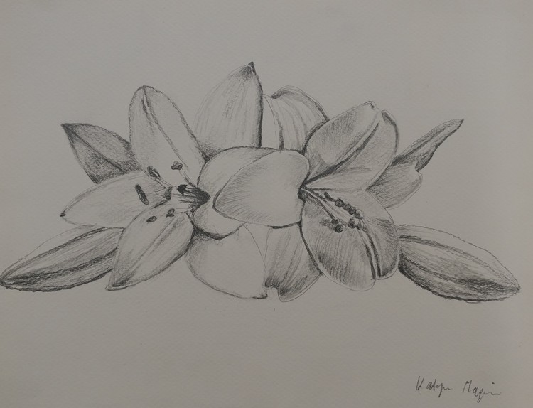 Lily Innocence