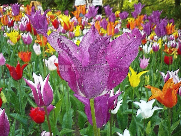 digital painting tulips