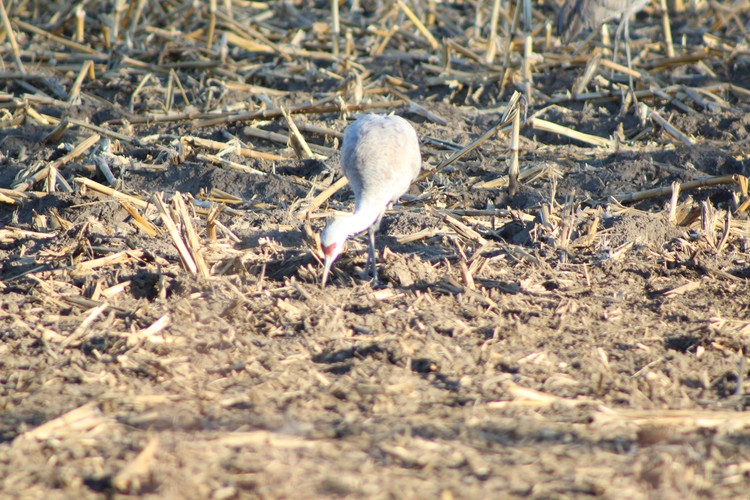 Sandhill Crane