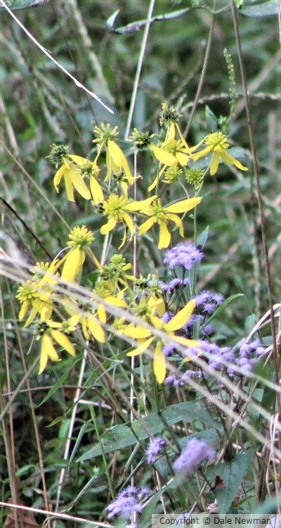 Yellow-Purple