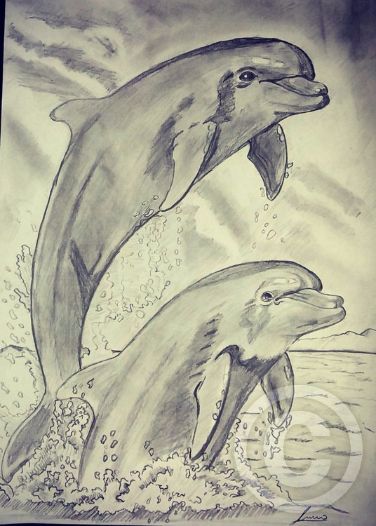 dolphin