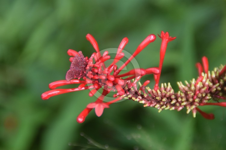 Malaysian Flowers