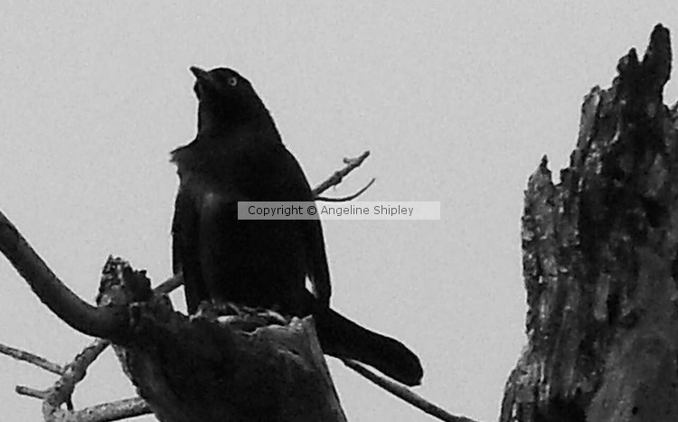 The Watcher