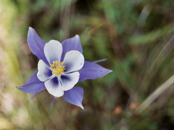 Colorado Columbine