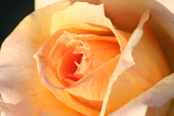 Rose #1