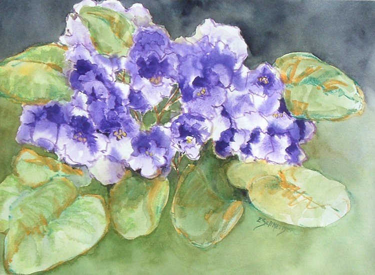 African Violets
