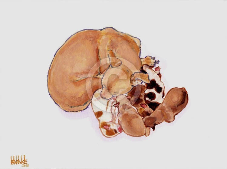 CHIHUAHUA MATERNITY