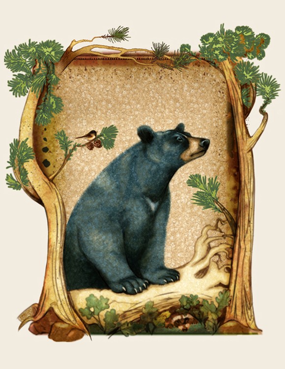 Curious Bear