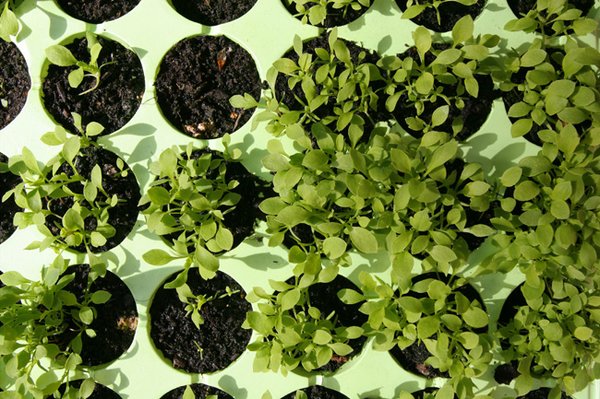 green plant circles