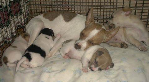 Puppy Love
