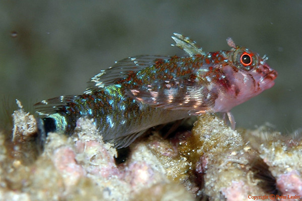 Red Eye Triplefin