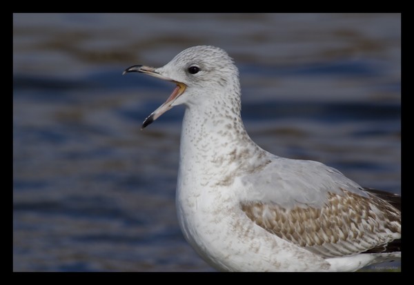 Call of the Gull