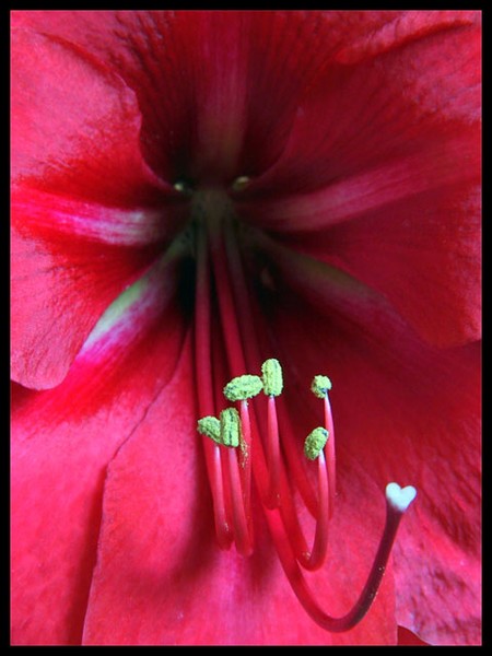 Blood Red