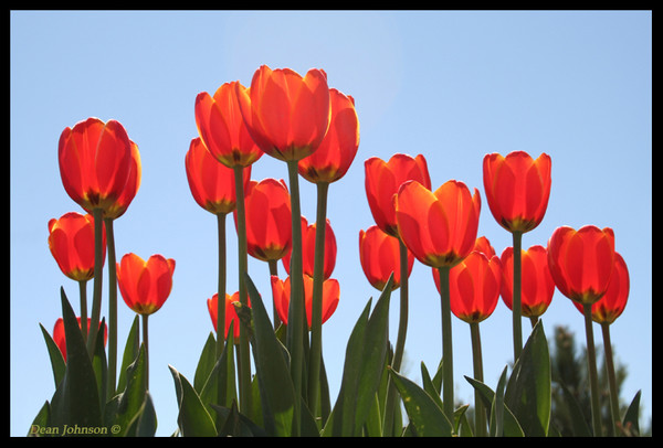 Tulip Fest 4