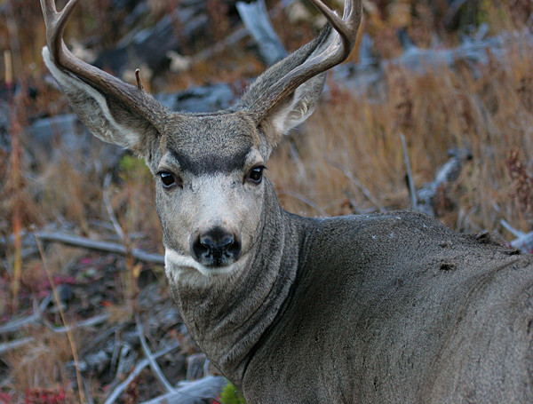 Mule Deer