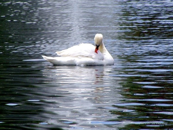 Swan Song