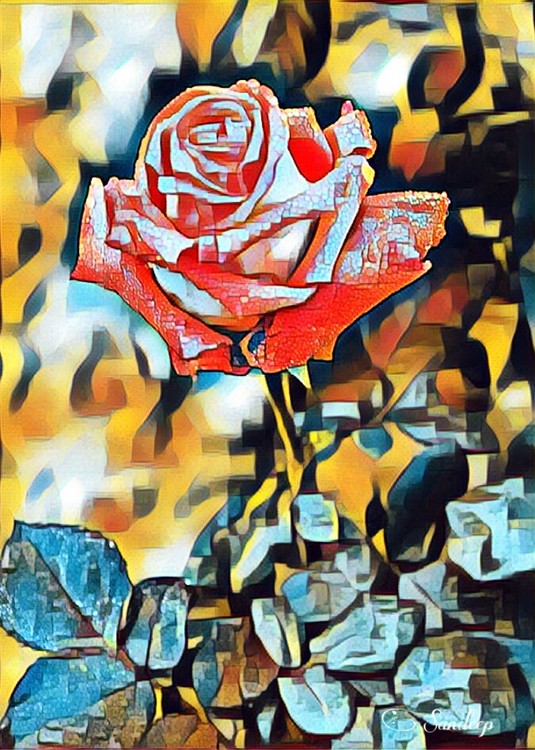 The Red Rose