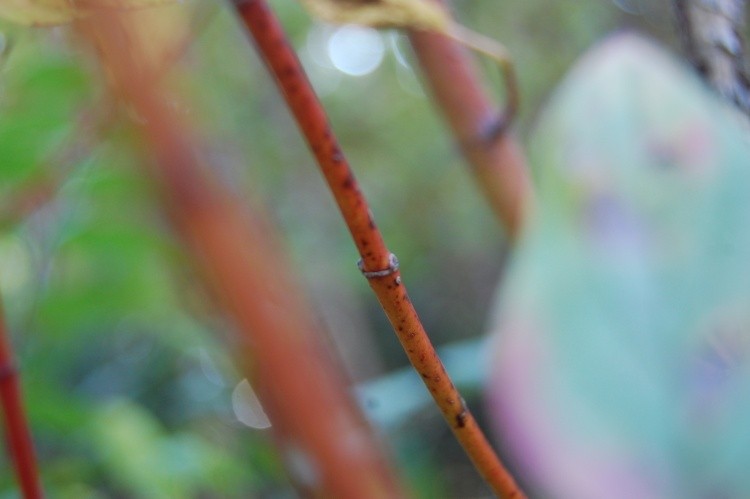 Twig