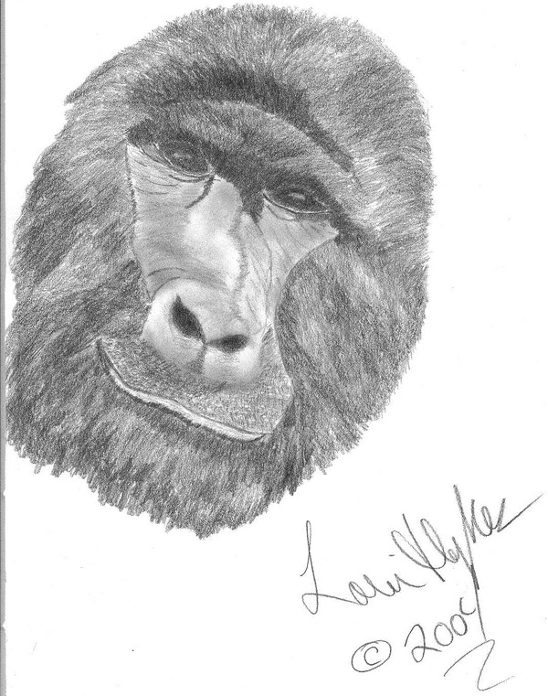 Gorilla