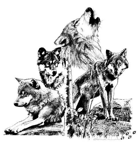 Wolf Collage