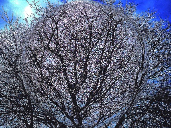Spirit Of The Trees......