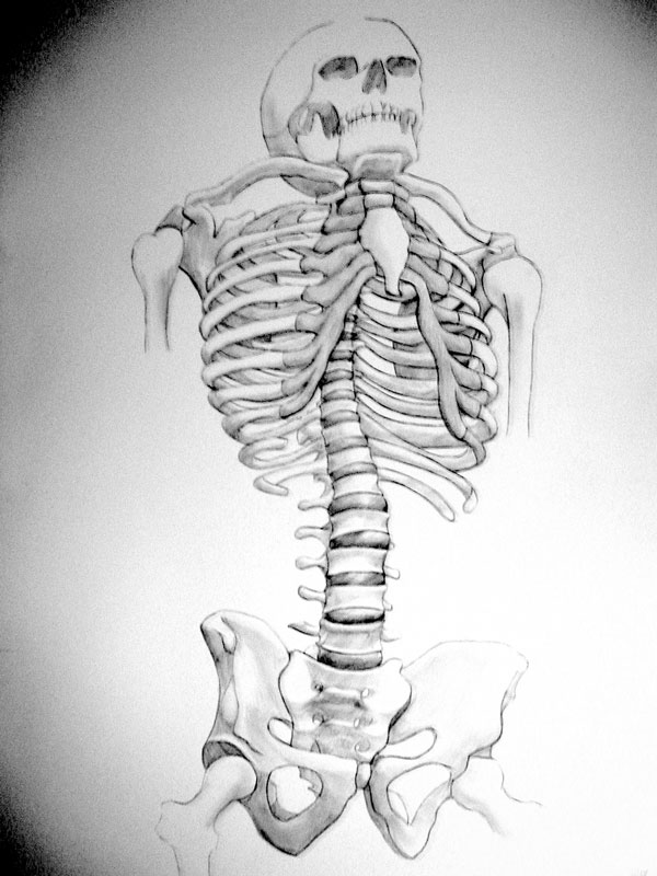 Anatomy - Torso