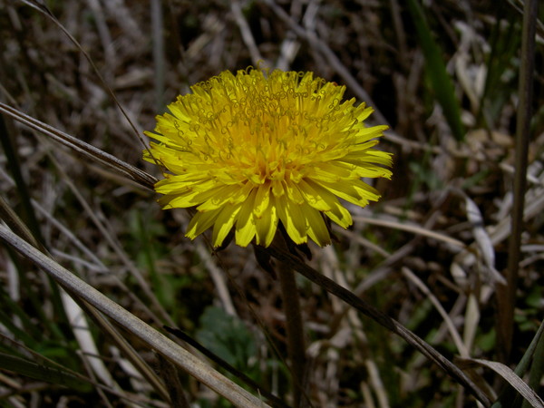 First Flower of Spring