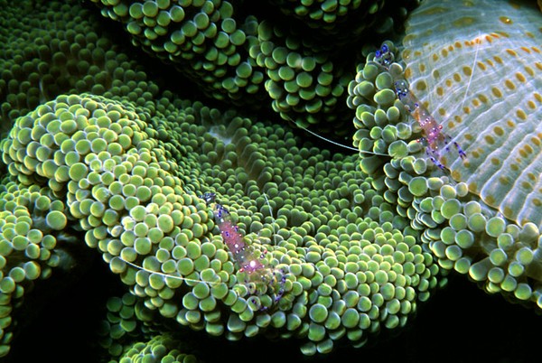 Anemone Shrimp