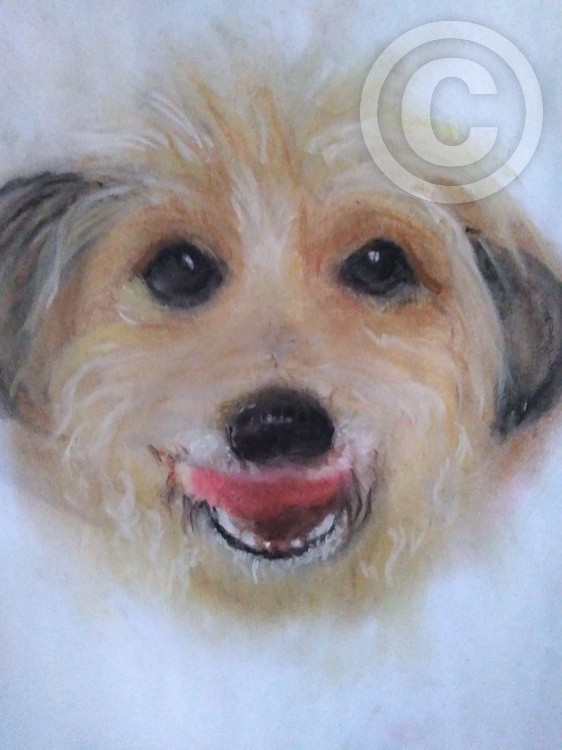 A study of a dog's face