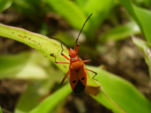 bug